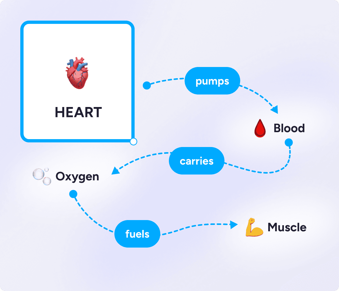 concept map of how the heart works