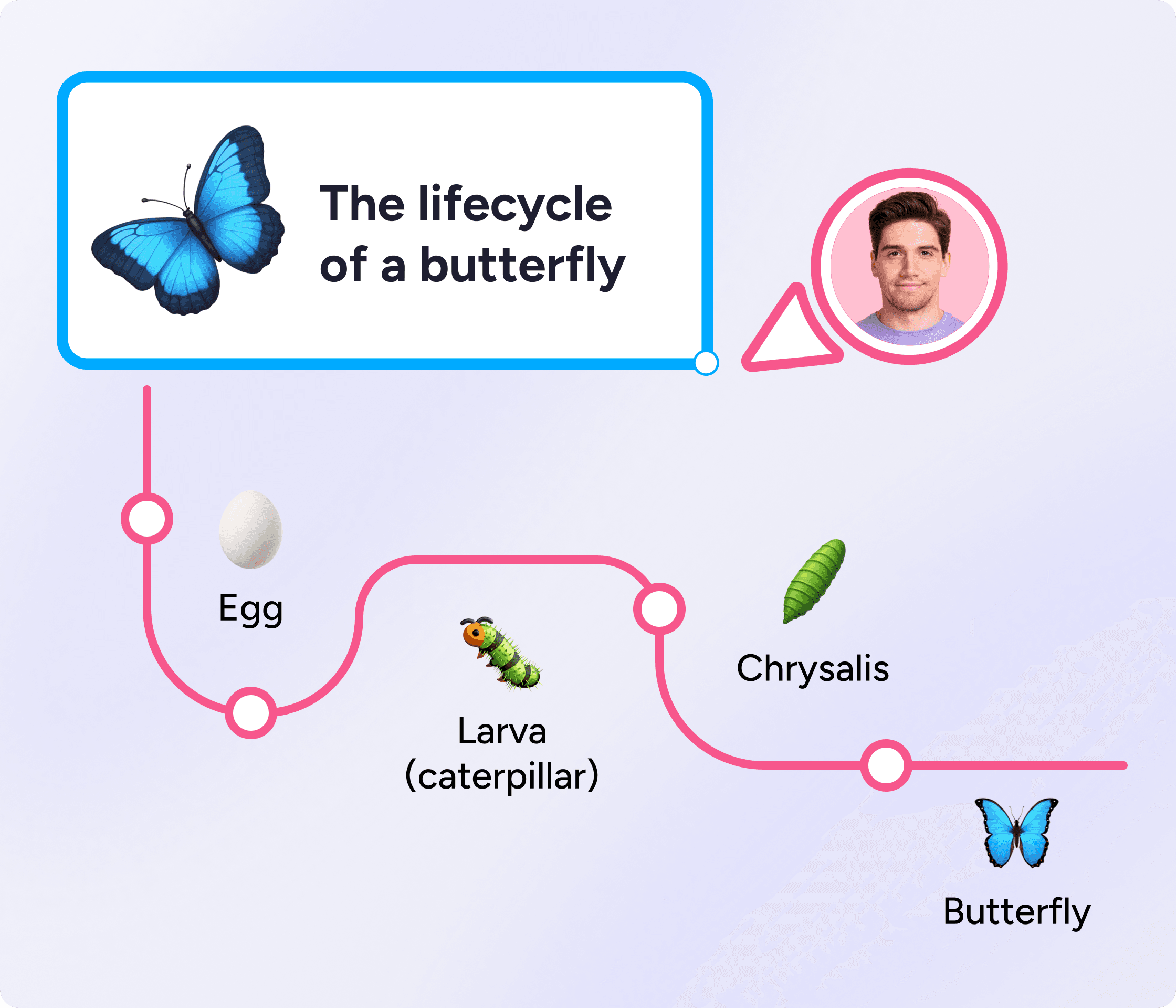 Sequence graphic organizer example for the lifecycle of a butterfly