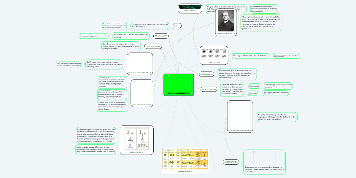 GENÉTICA MENDELIANA MindMeister Mapa Mental