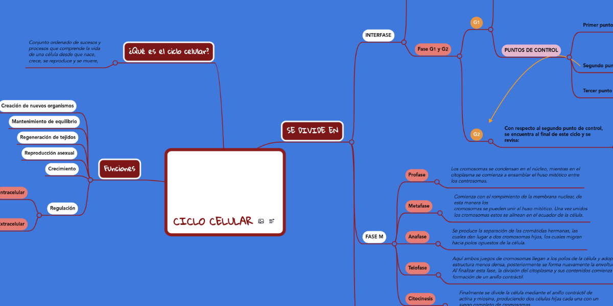 CICLO CELULAR MindMeister Mapa Mental