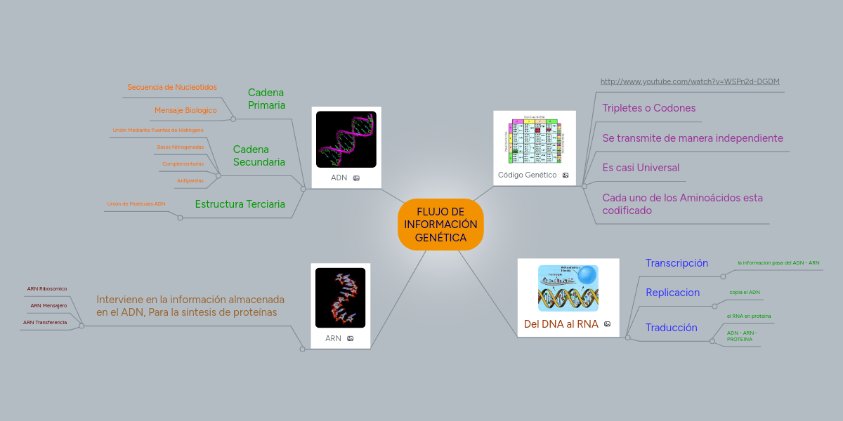 FLUJO DE INFORMACIÓN GENÉTICA MindMeister Mapa Mental
