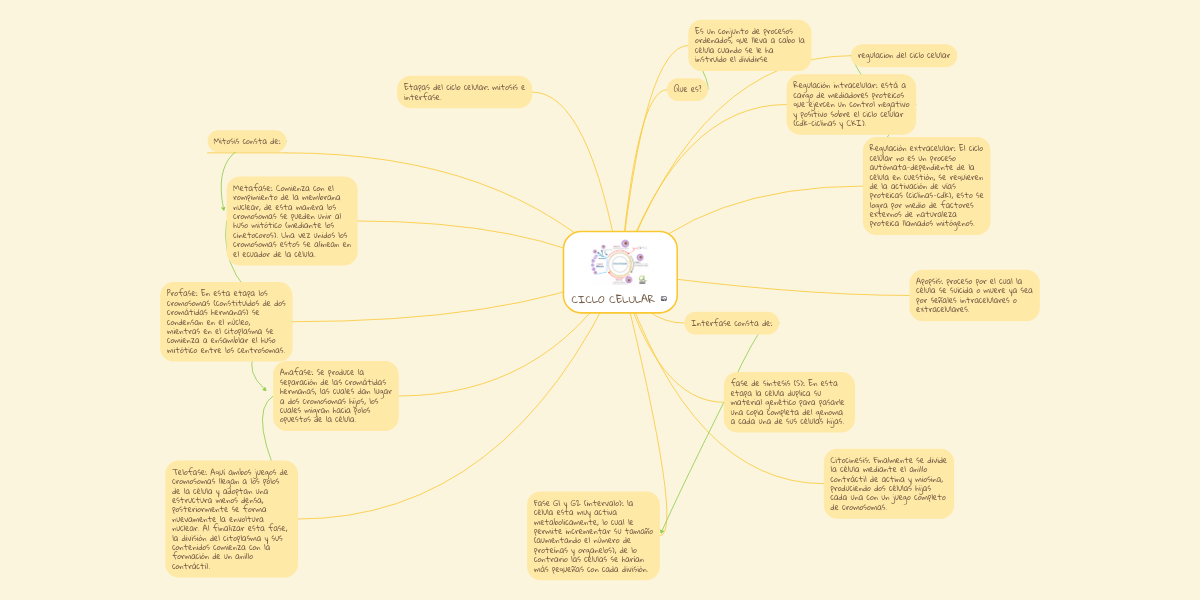 CICLO CELULAR MindMeister Mapa Mental
