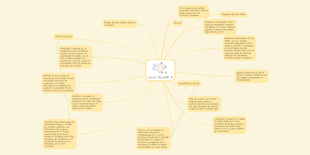 Ciclo Celular Mindmeister Mapa Mental