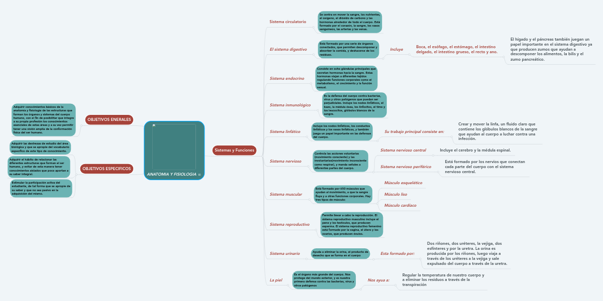 ANATOMIA Y FISIOLOGIA MindMeister Mapa Mental