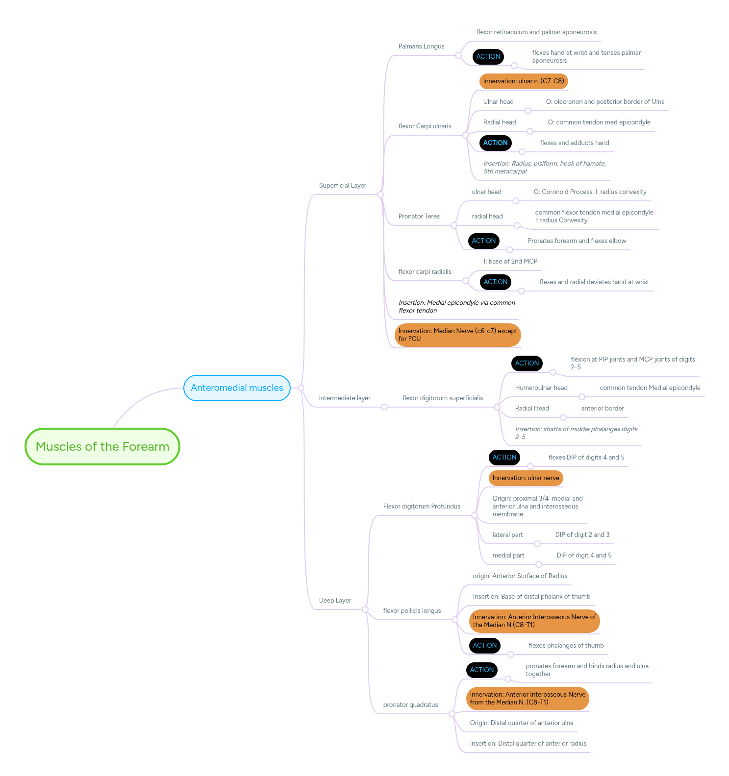 Muscles of the Forearm | MindMeister Mind Map