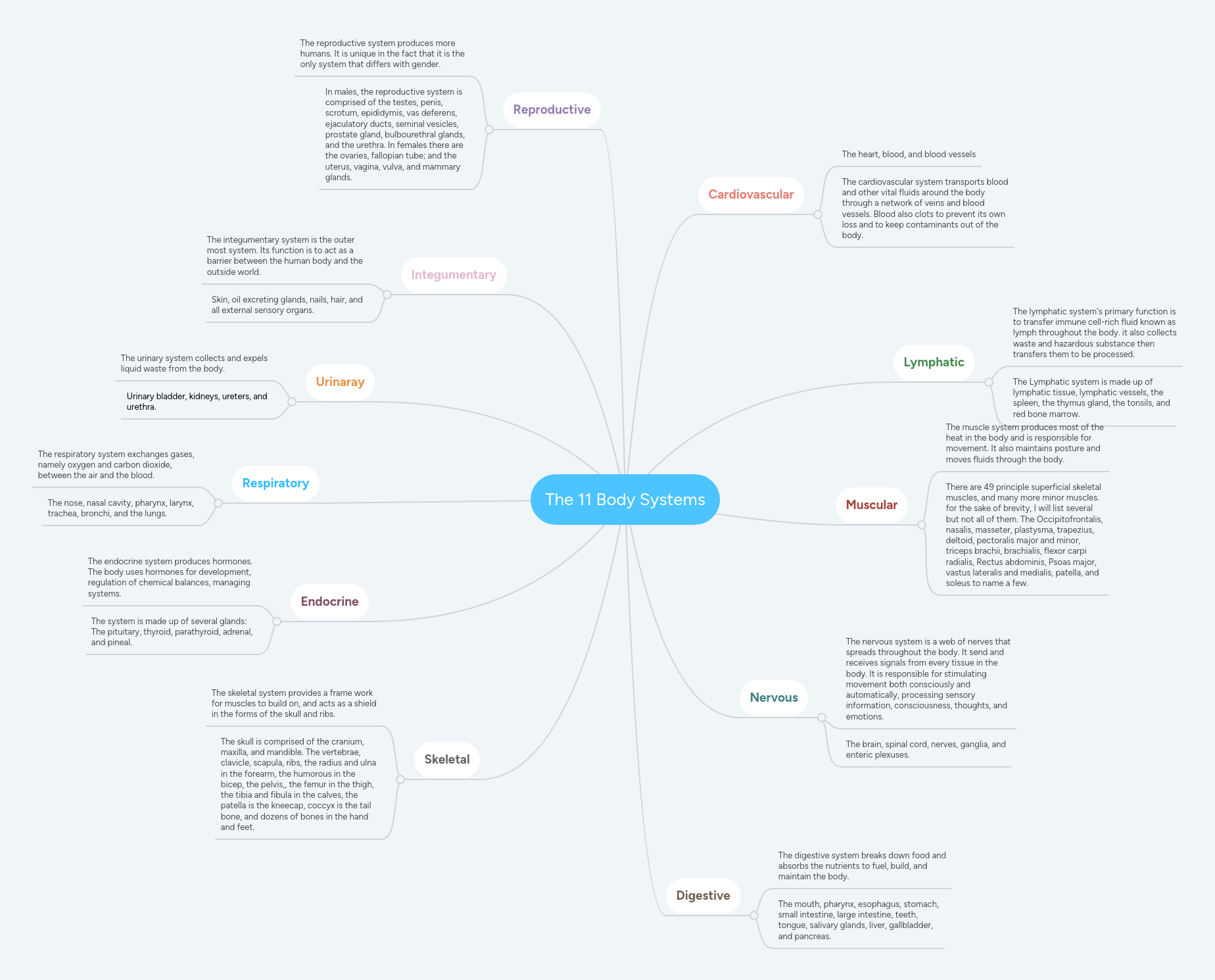 The 11 Body Systems | MindMeister Mind map