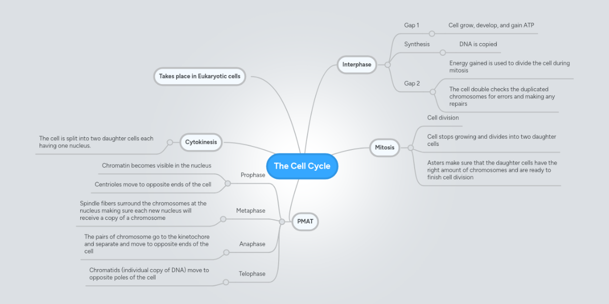 Cell division mind map