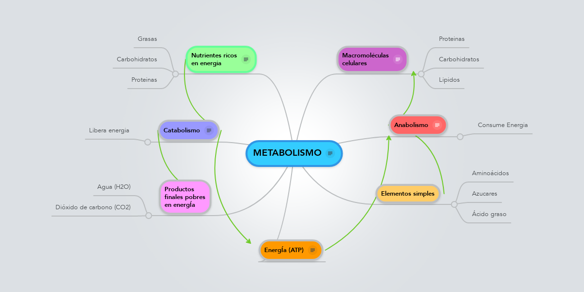 METABOLISMO | MindMeister Mapa Mental