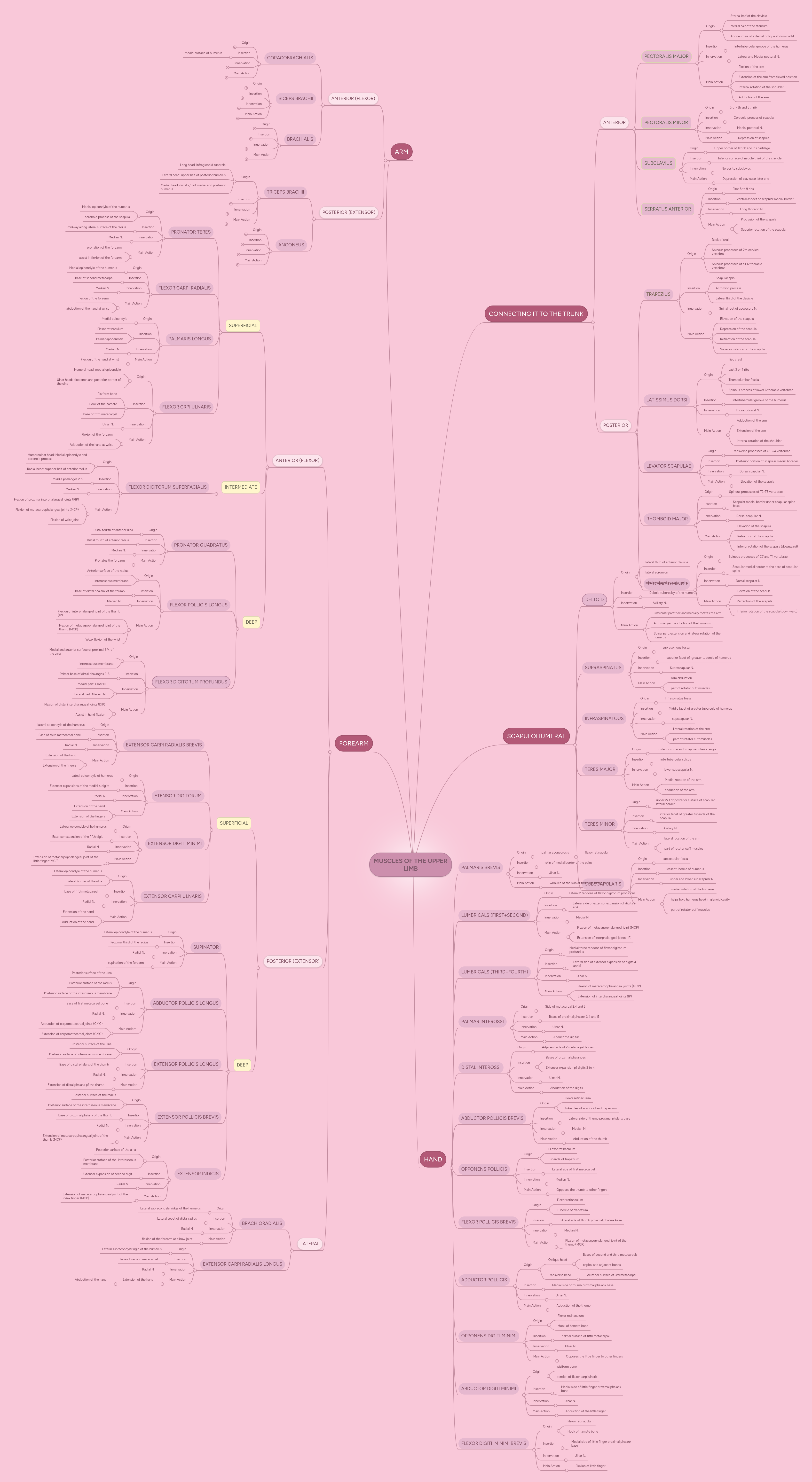 MUSCLES OF THE UPPER LIMB | MindMeister Mind Map