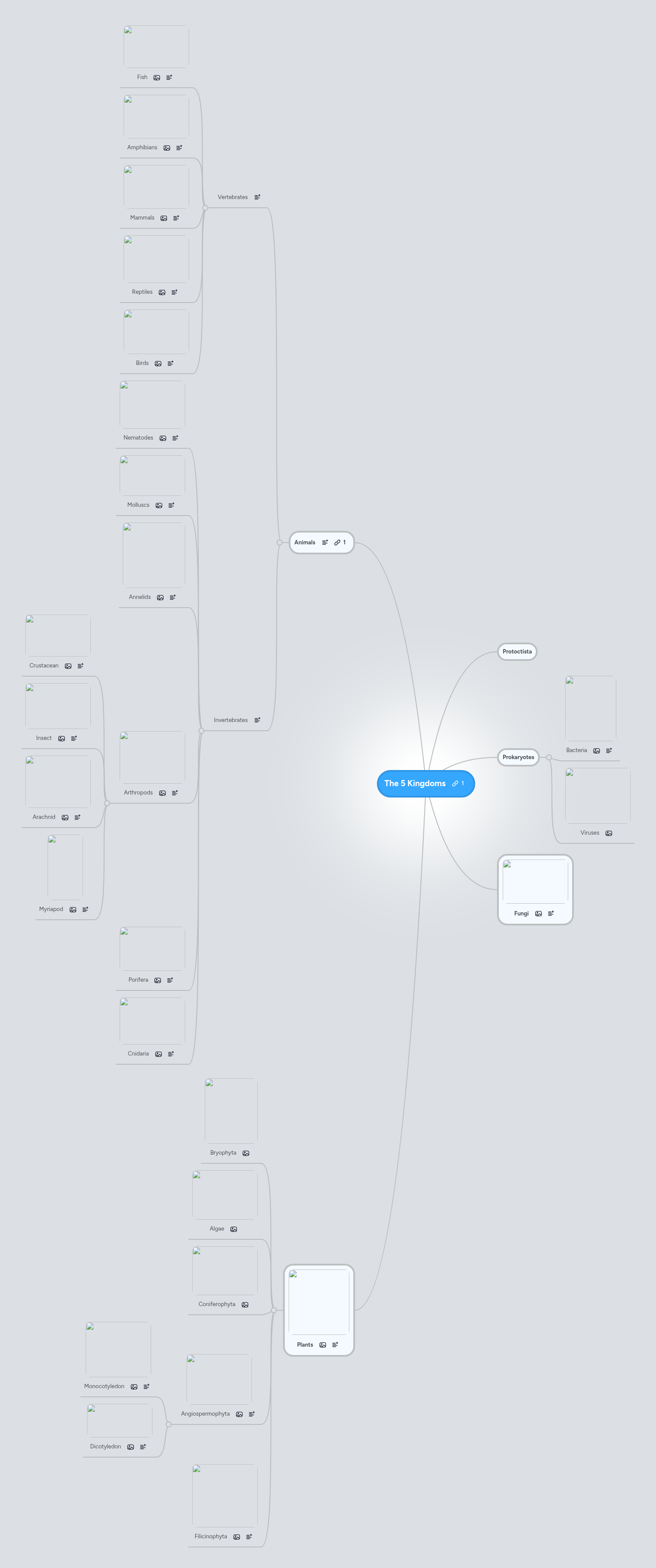 The 5 Kingdoms | MindMeister Mind map