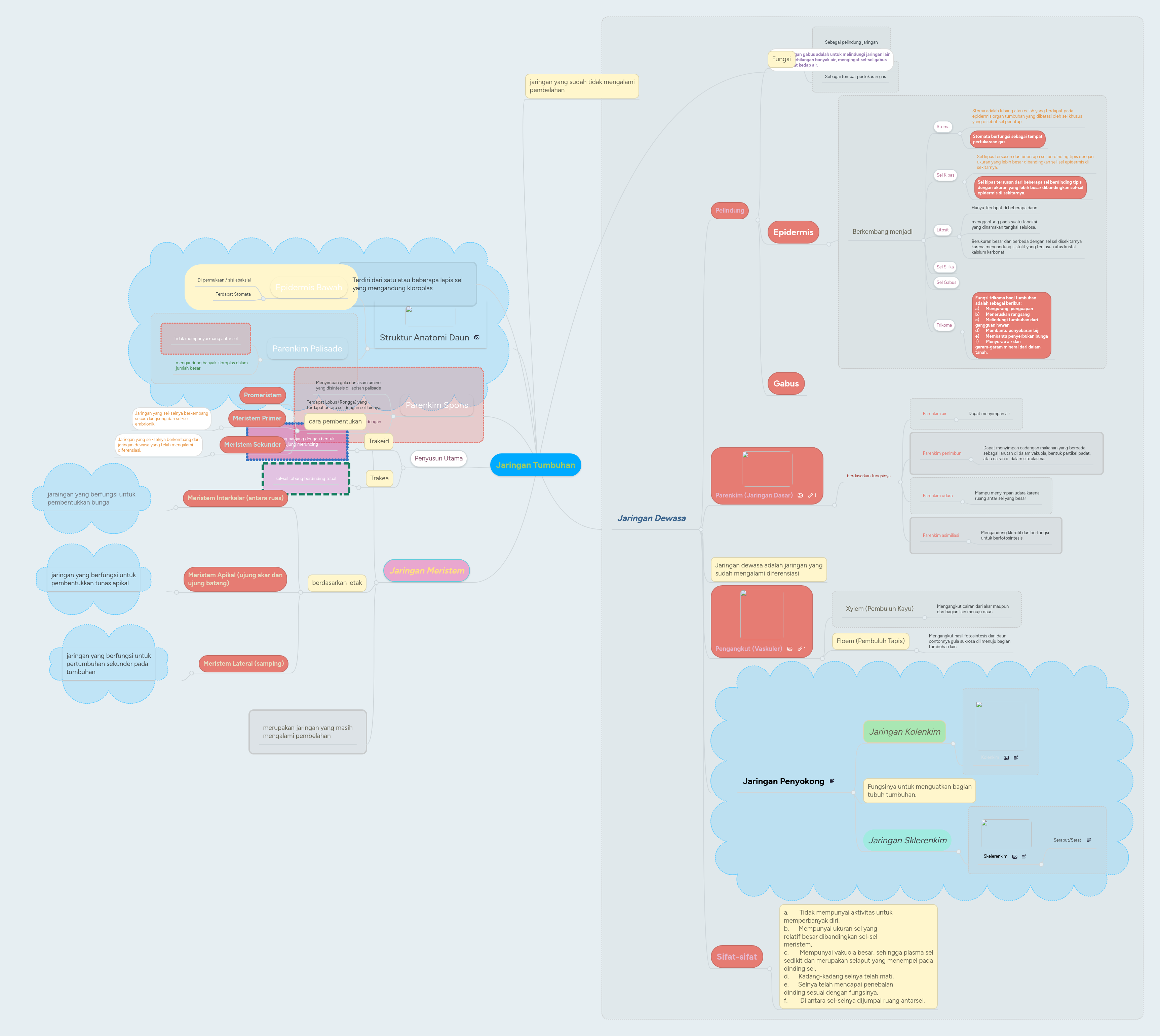 Jaringan Tumbuhan | MindMeister Mind Map
