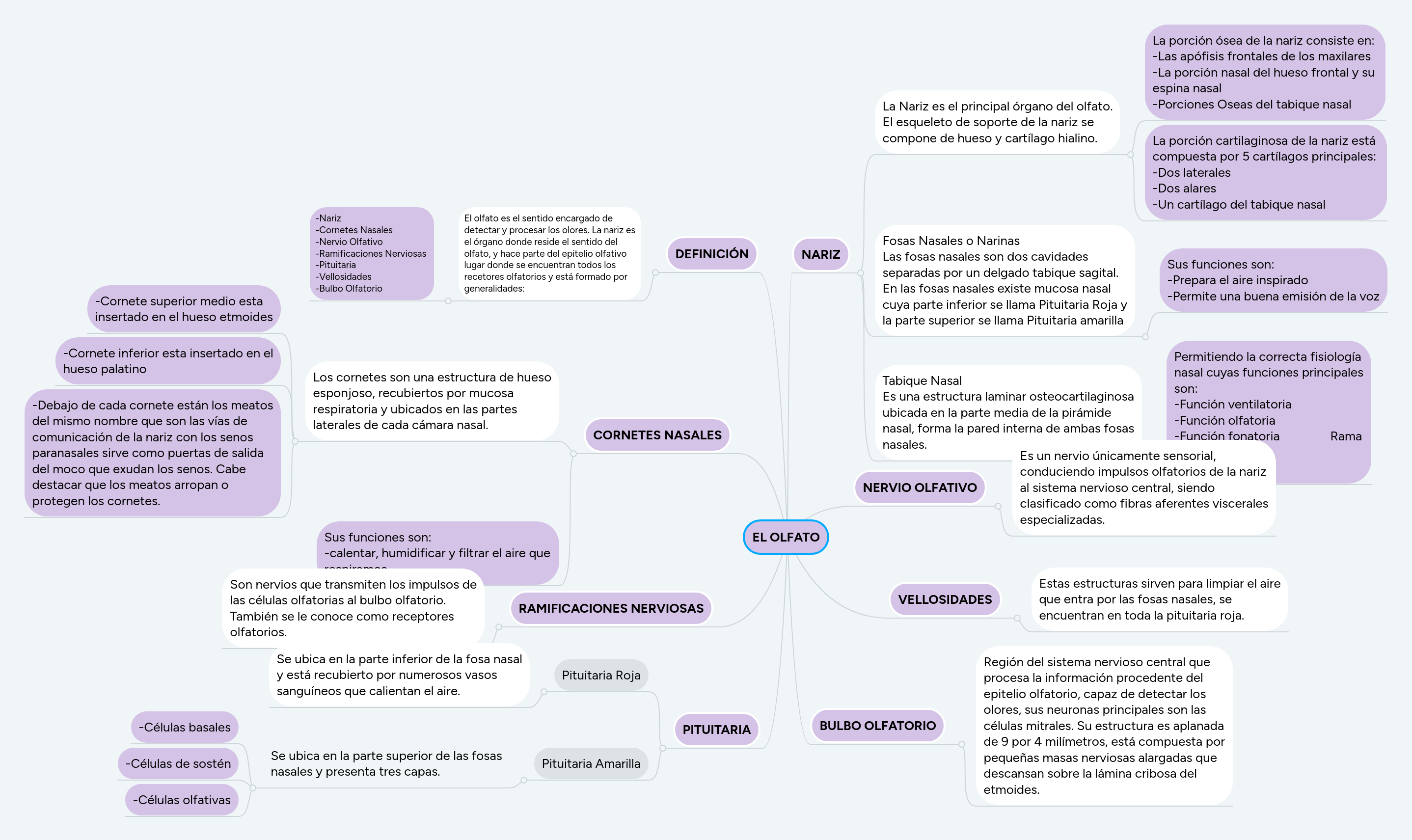 EL OLFATO | MindMeister Mapa mental