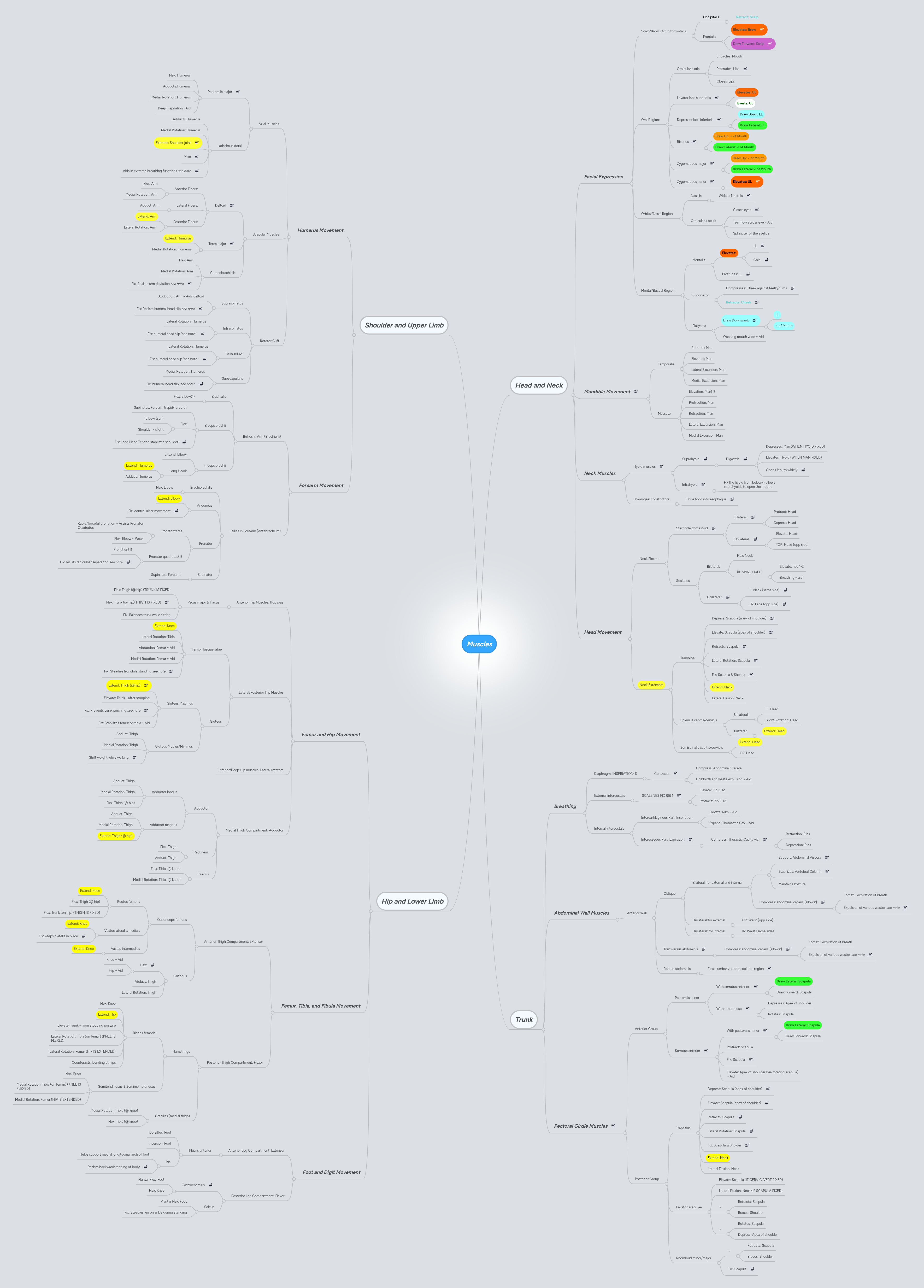 Muscles | MindMeister Mind map