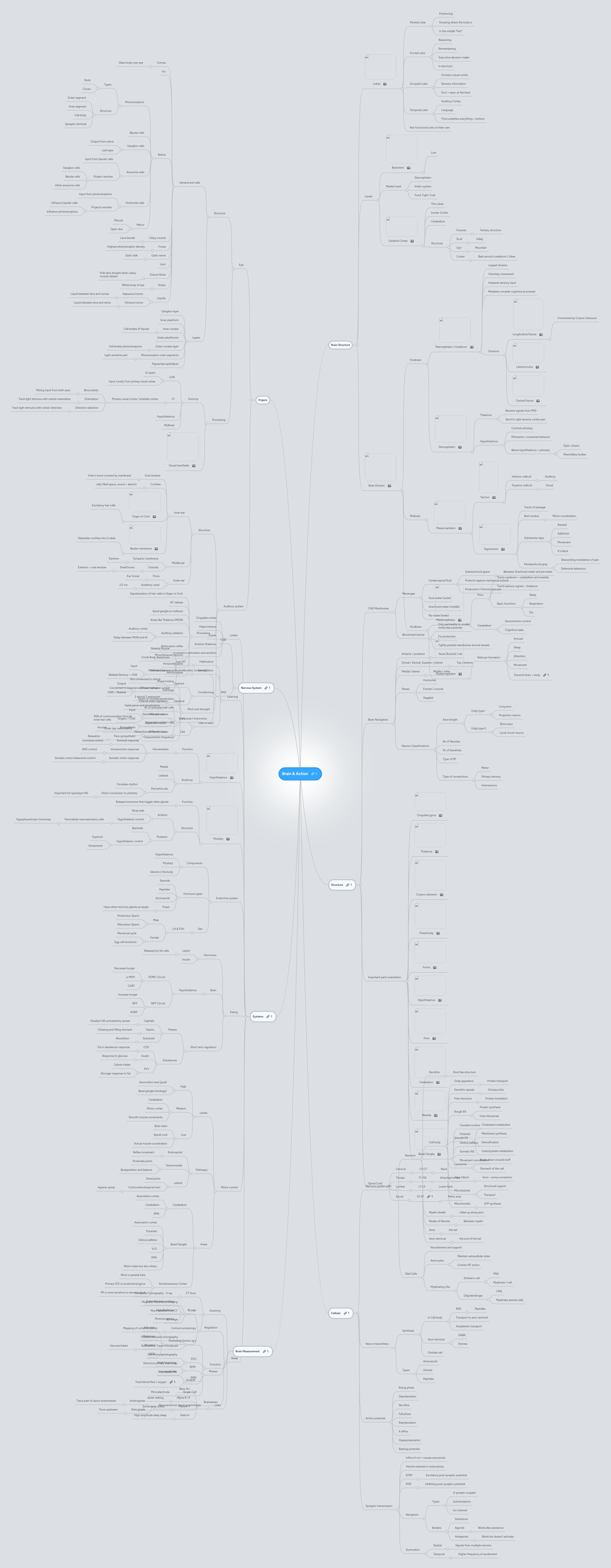Brain & Action | MindMeister Mind Map