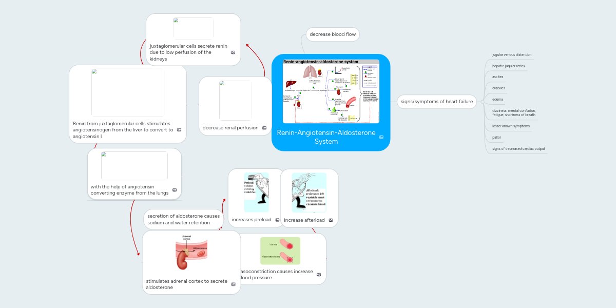 Renin Angiotensin Aldosterone System Mindmeister Mind Map