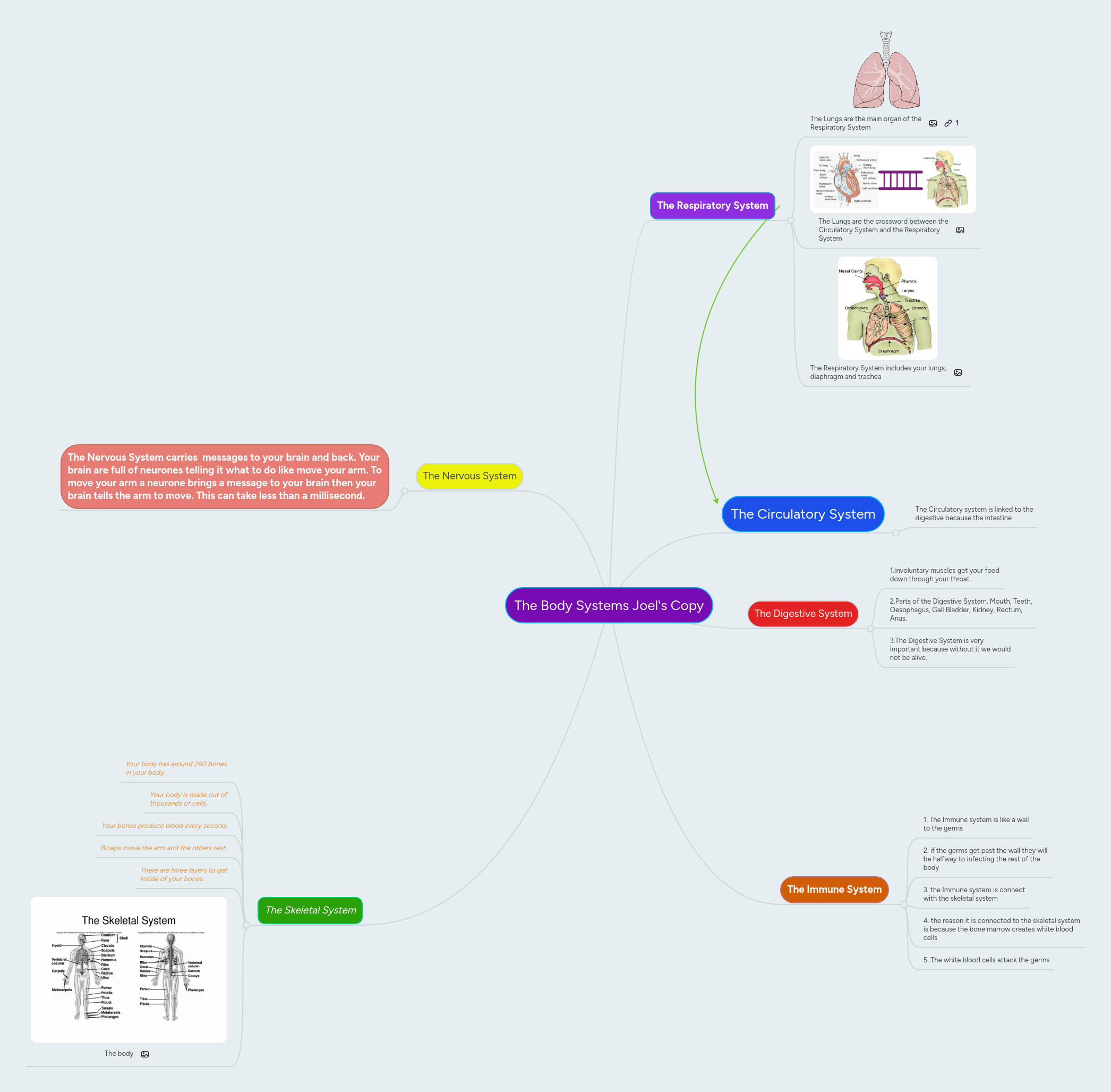 The Body Systems Joel's Copy | MindMeister Mind Map