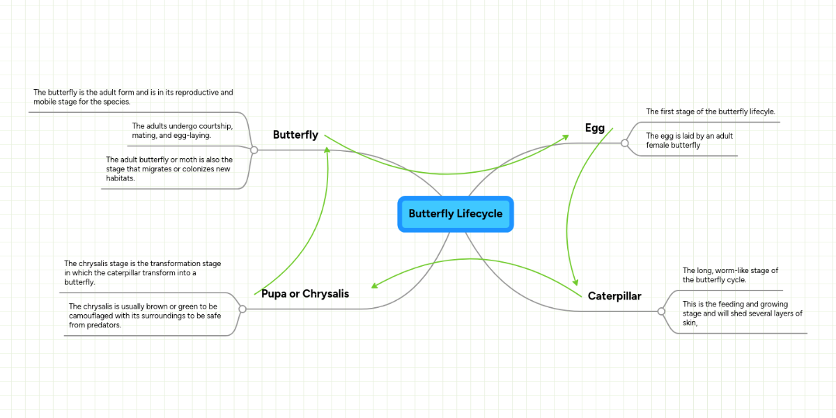 Butterfly Lifecycle MindMeister Mind Map
