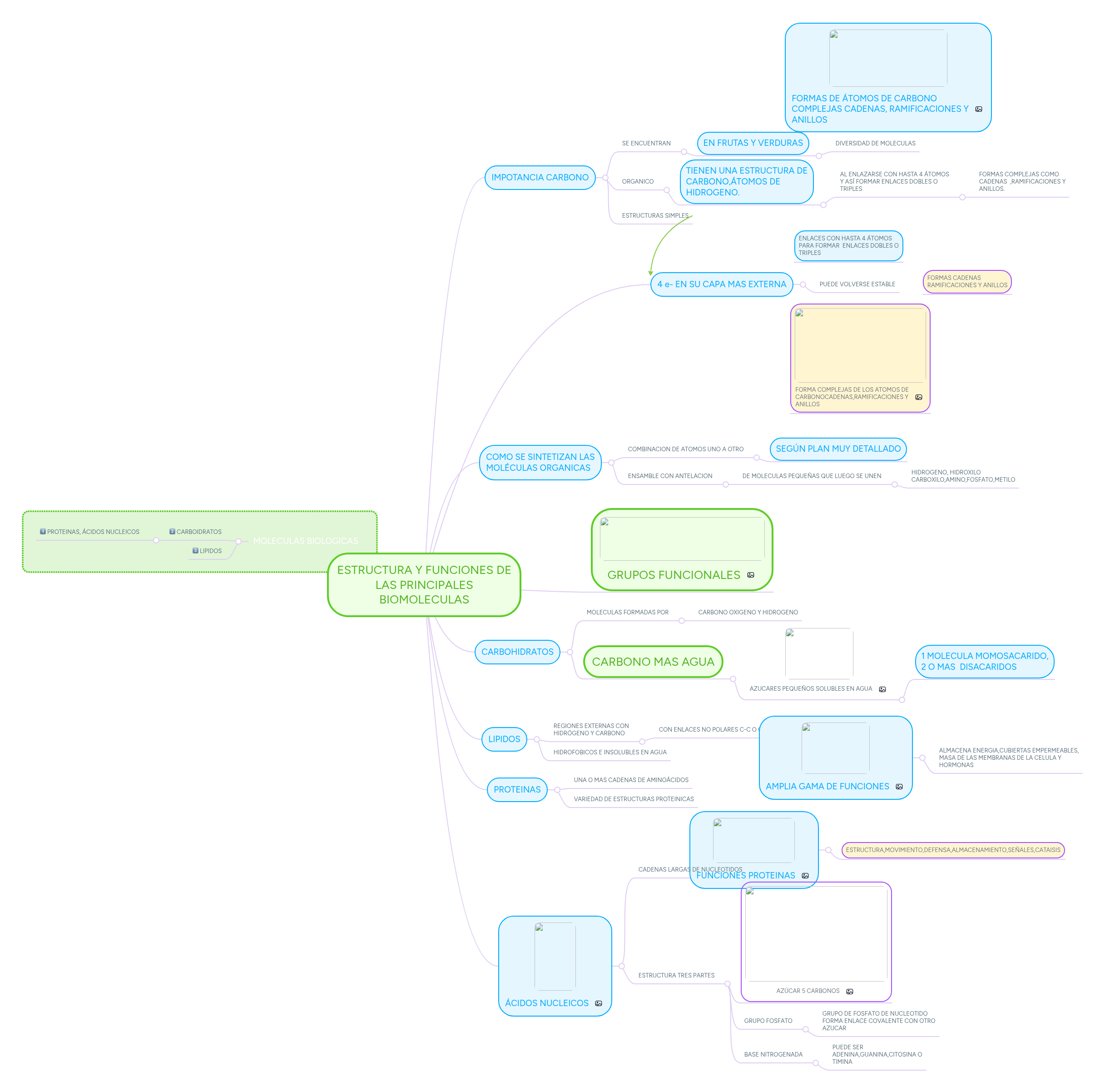 ESTRUCTURA Y FUNCIONES DE LAS PRINCIPALES BIOMOLE... | MindMeister Mapa ...