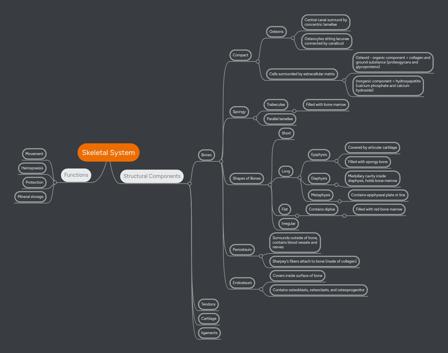 Skeletal System | MindMeister Mind map