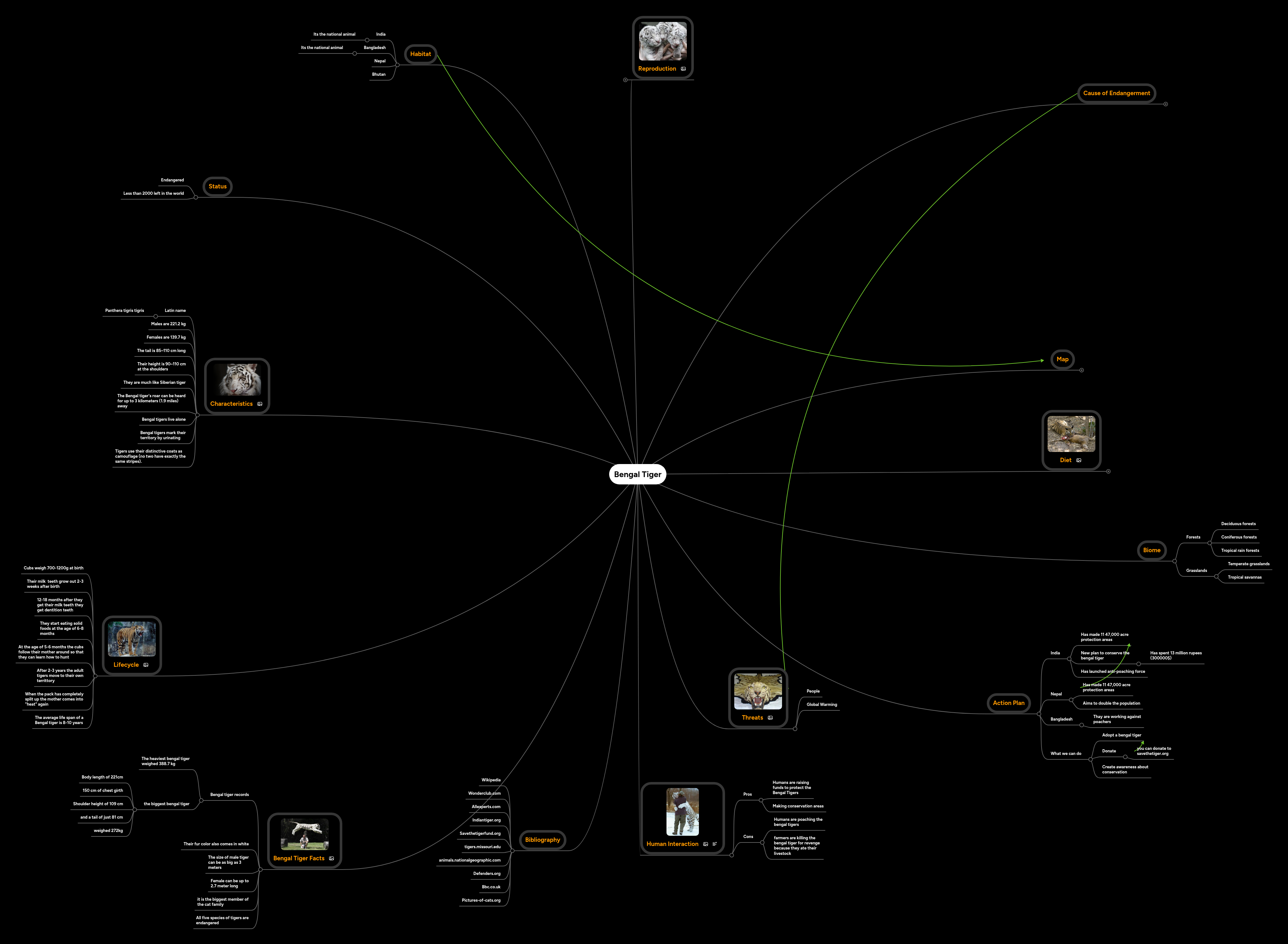 Bengal Tiger | MindMeister Mind Map