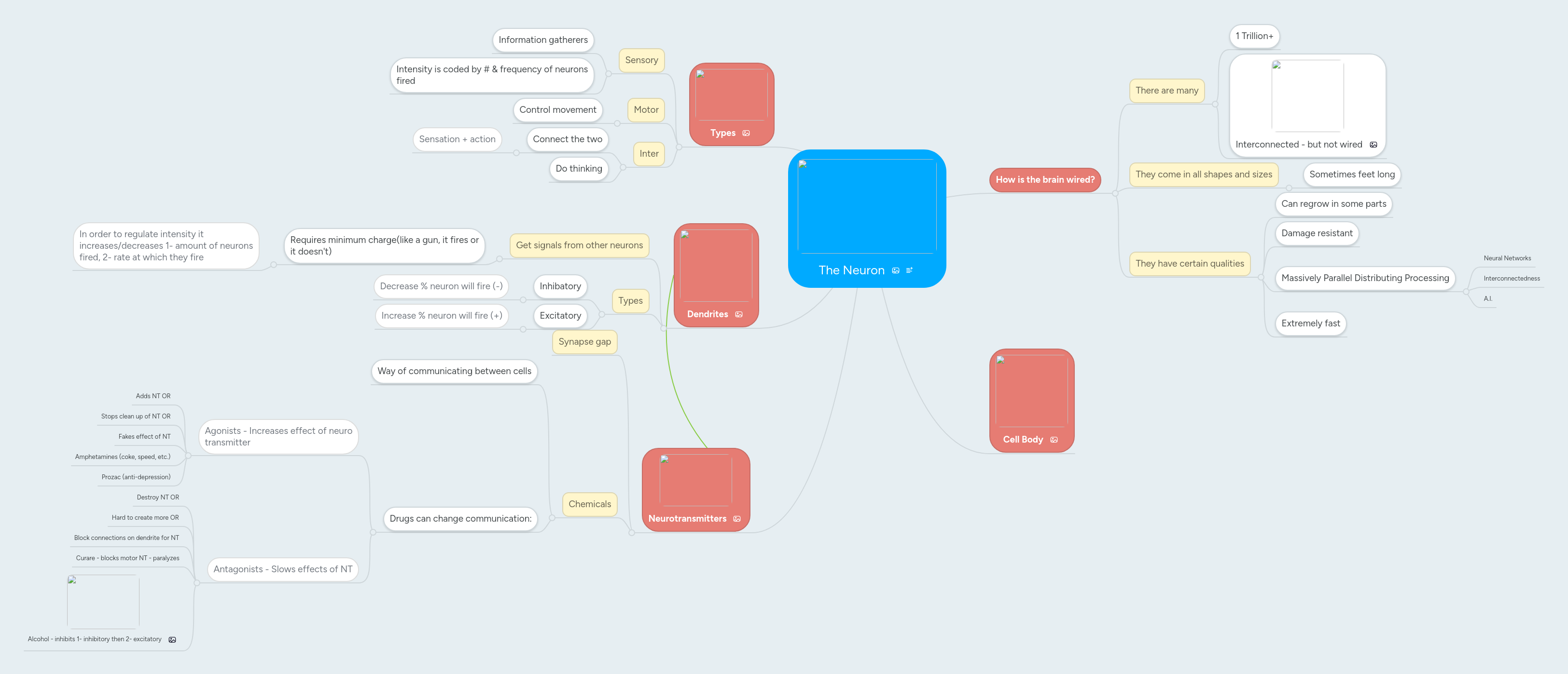 The Neuron | MindMeister Mind Map