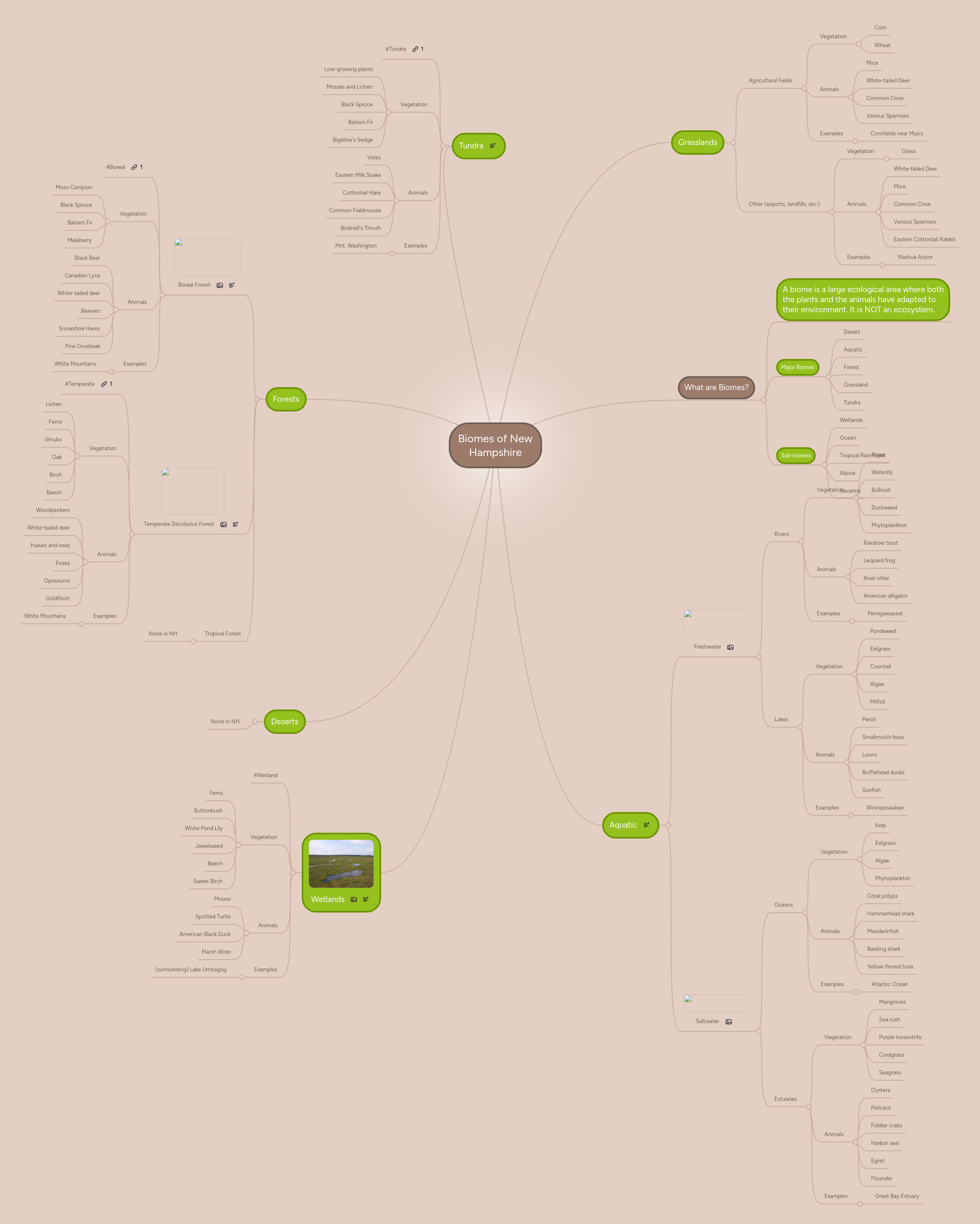 Biomes of New Hampshire | MindMeister Mind map