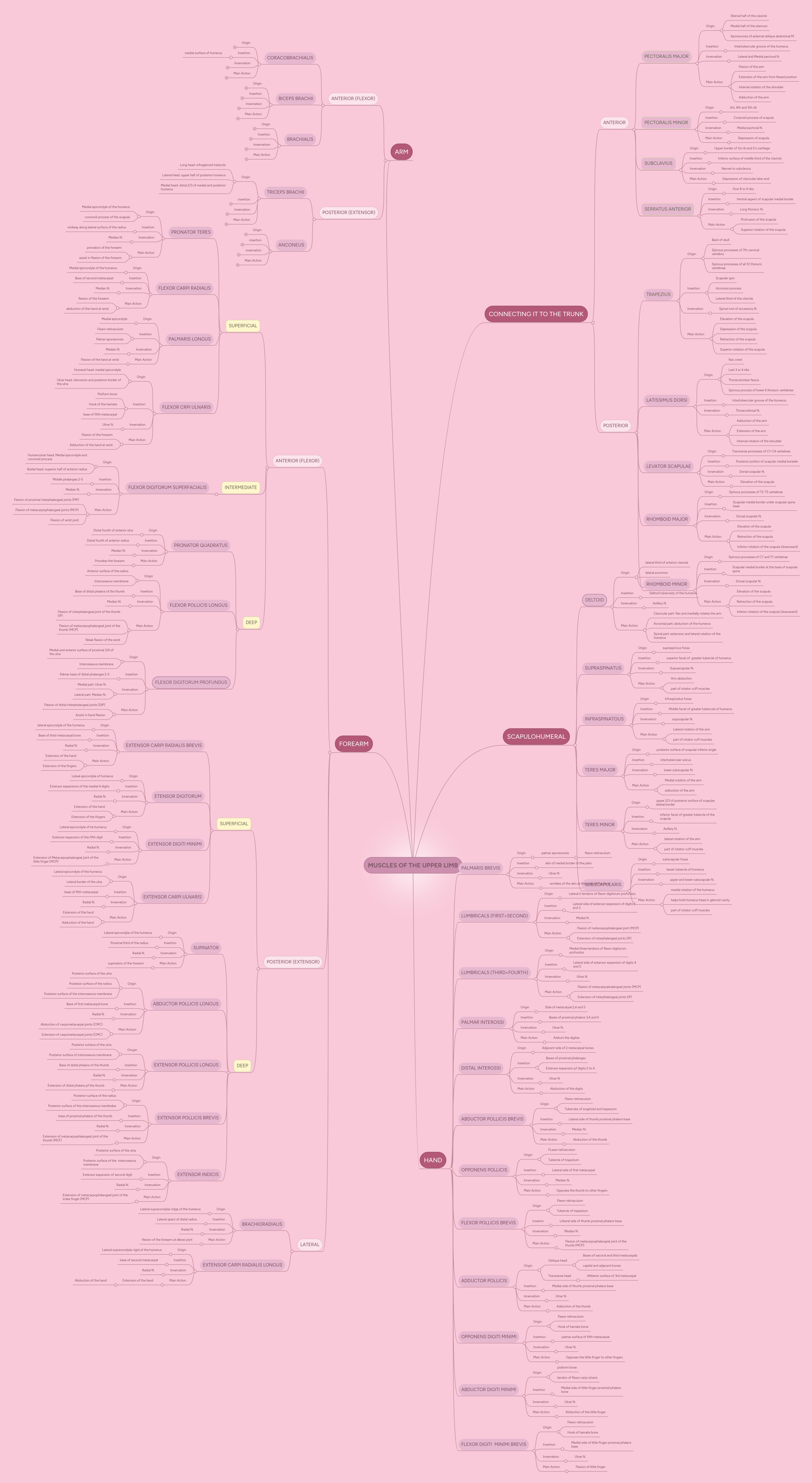MUSCLES OF THE UPPER LIMB | MindMeister Mind Map