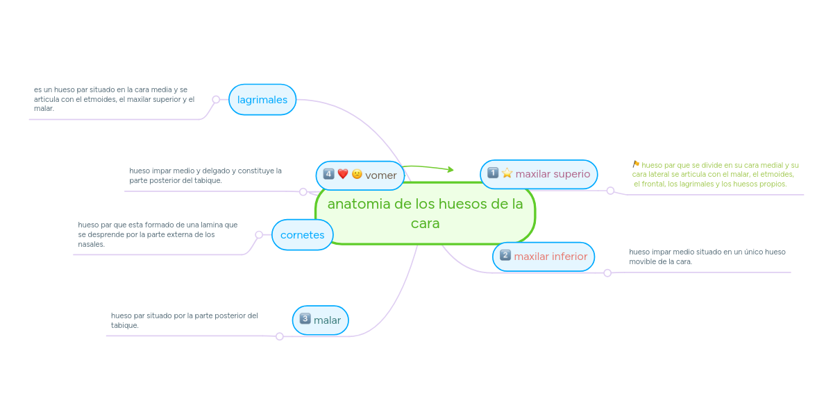 Anatomia De Los Huesos De La Cara Mindmeister Mind Map