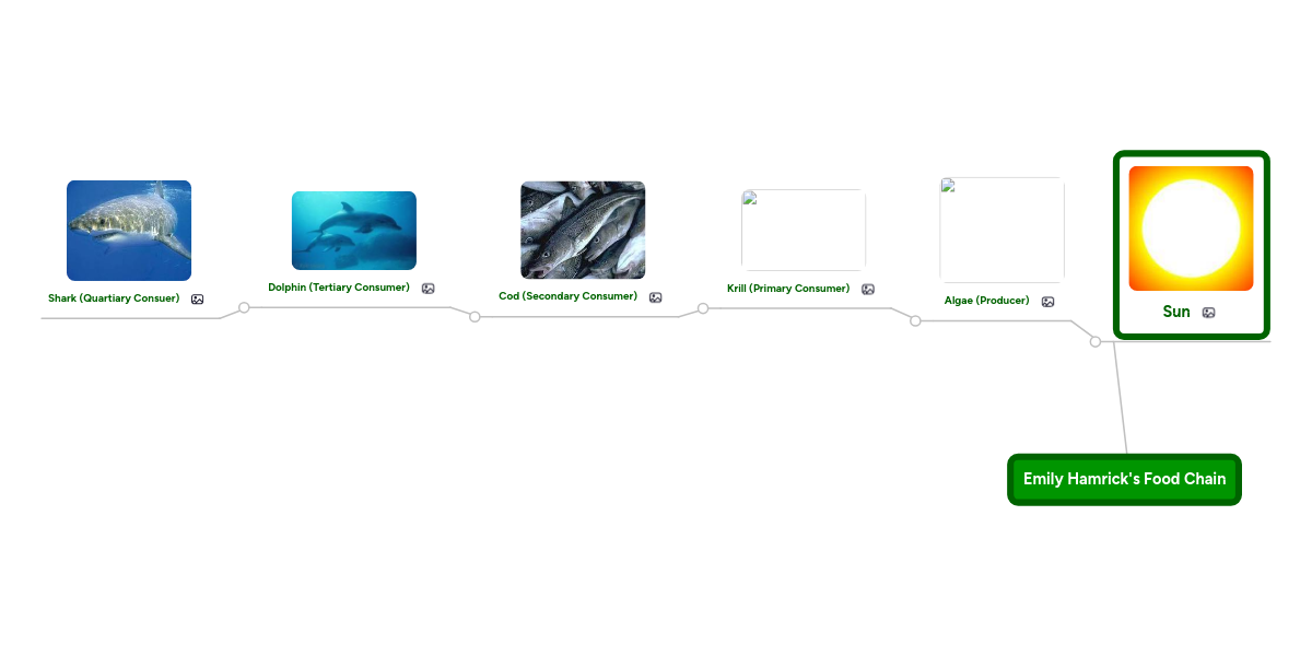 emily hamrick s food chain example mindmeister 80197258