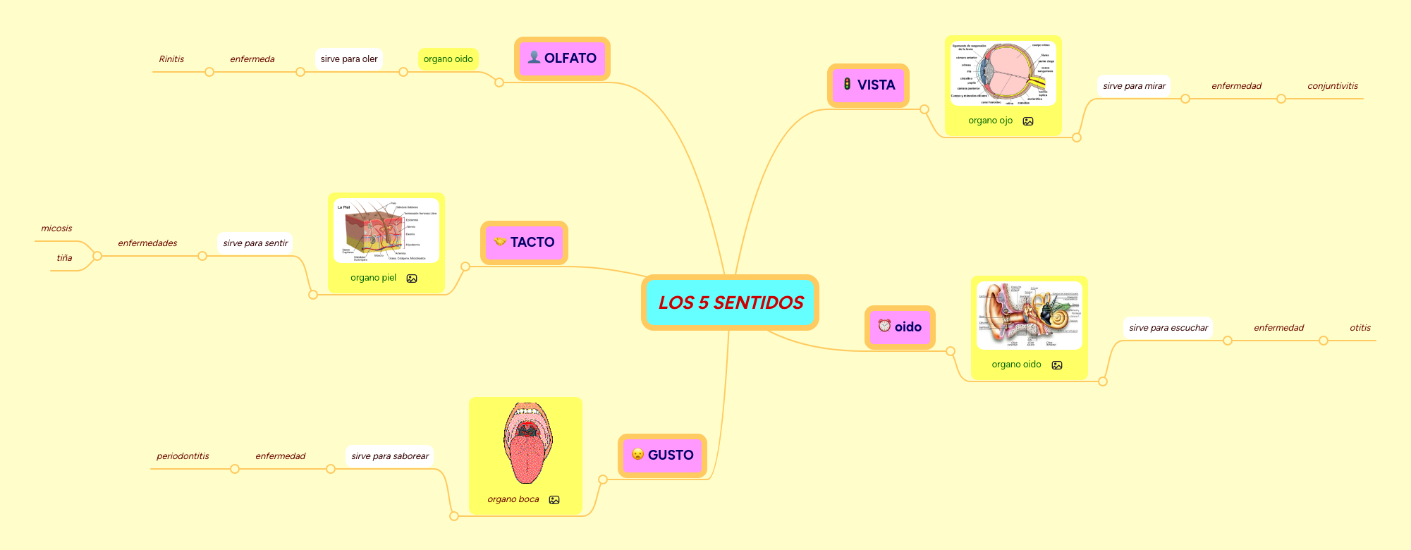 LOS 5 SENTIDOS | MindMeister Mind map