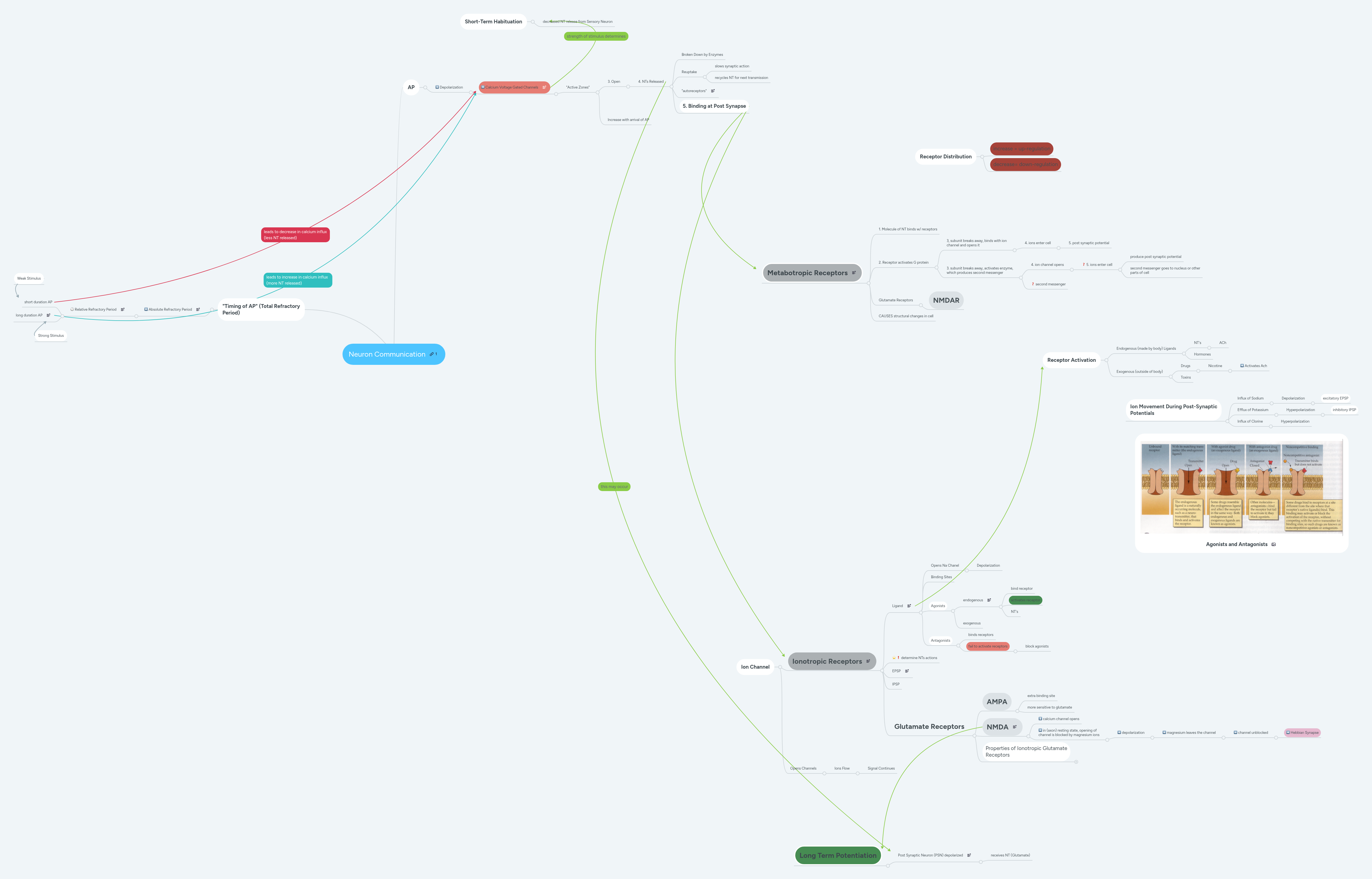 Neuron Communication | MindMeister Mind map