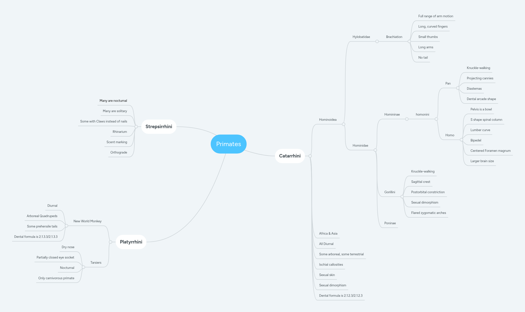 Primates | MindMeister Mind Map