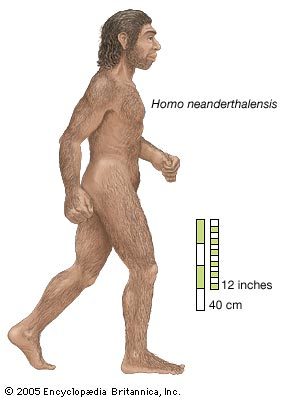 HOMO SAPIENS SAPIENS