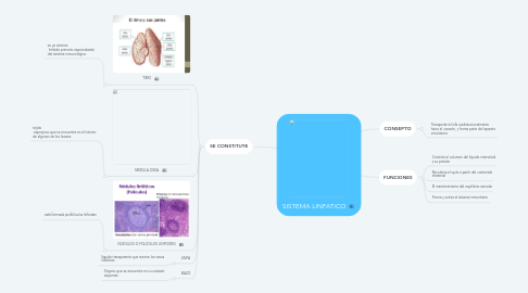 Mind Map: SISTEMA LINFATICO