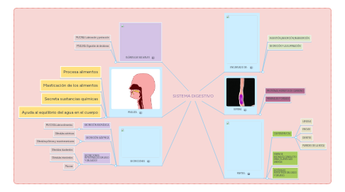 Mind Map: SISTEMA DIGESTIVO