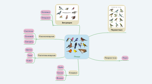 Mind Map: Птицы