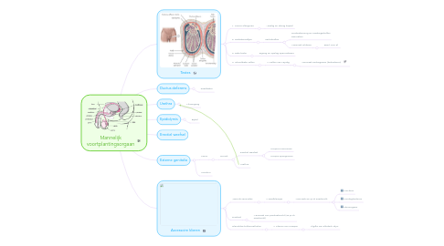 Mind Map: Mannelijk voortplantingsorgaan