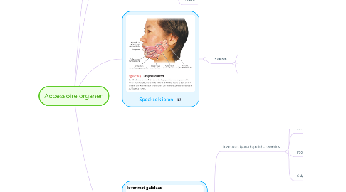 Mind Map: Accessoire organen