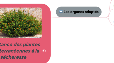 Mind Map: Résistance des plantes méditerranéennes à la sécheresse