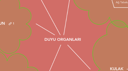 Mind Map: DUYU ORGANLARI