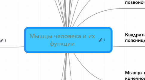 Mind Map: Мышцы человека и их функции