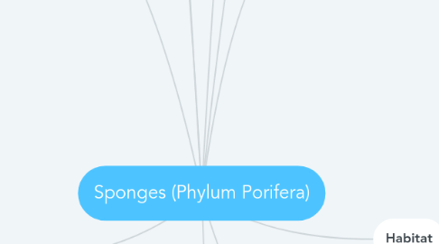 Mind Map: Sponges (Phylum Porifera)