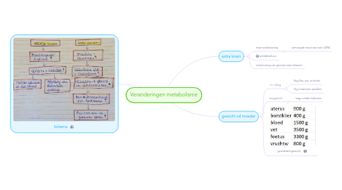 Mind Map: Veranderingen metabolisme