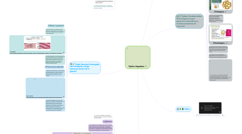 Mind Map: Tejidos Vegetales: