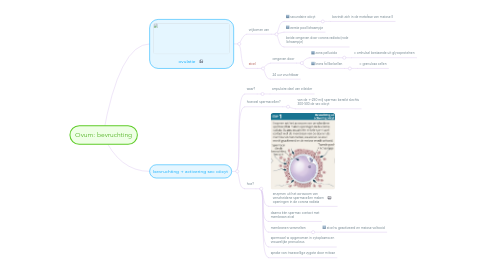 Mind Map: Ovum: bevruchting