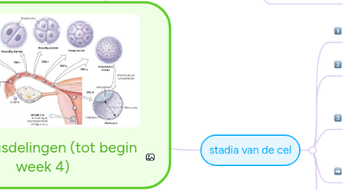 Mind Map: Klievingsdelingen (tot begin week 4)