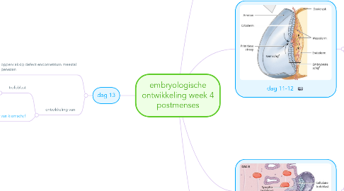 Mind Map: embryologische ontwikkeling week 4 postmenses