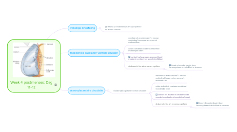 Mind Map: Week 4 postmenses: Dag 11-12