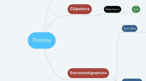 Mind Map: Protista