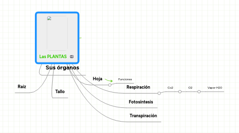 Mind Map: Las PLANTAS